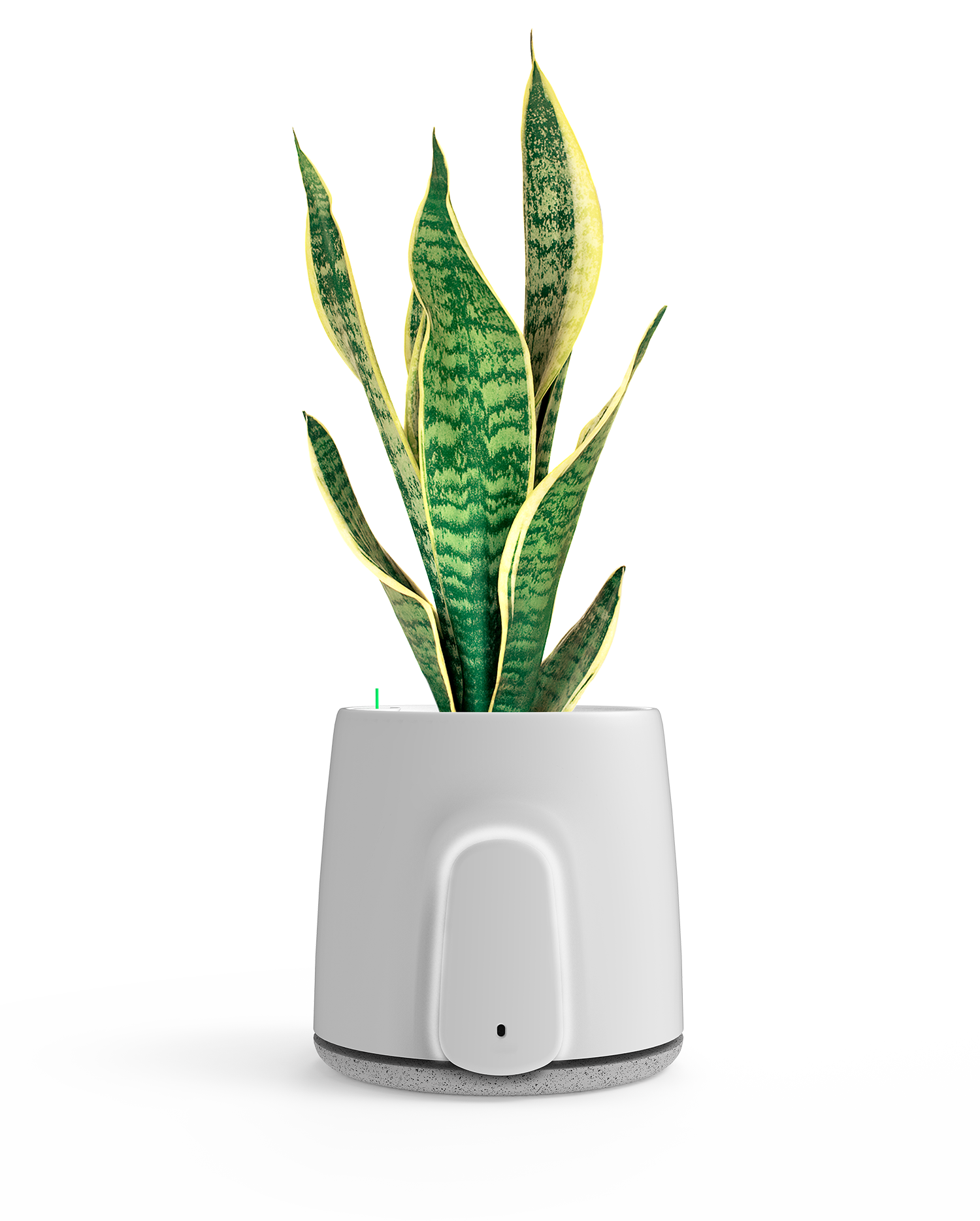 Natede - White - Plug C