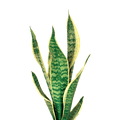 Pianta Sansevieria + Servizio Installazione