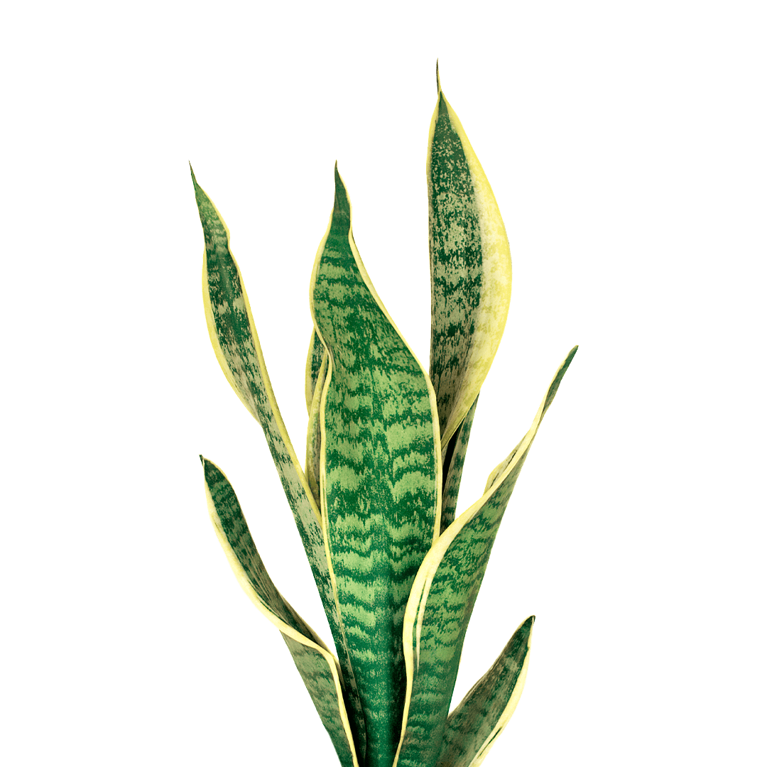 Pianta Sansevieria + Servizio Installazione